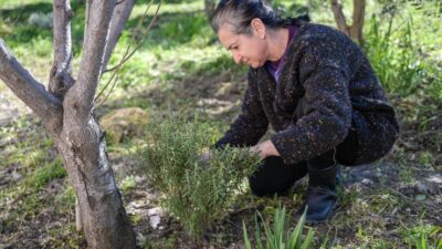 İzmir Büyükşehir Belediyesi Meslek Fabrikası’nın Tıbbi Aromatik Bitki Yetiştiriciliği kursuna